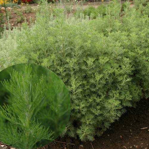 Artemisia abrotanum 'Cola' - Sidrunpuju 'Cola' P11/0,75L